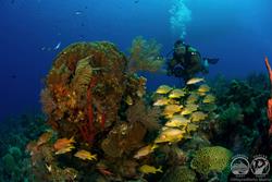 Turks & Caicos - Luxury Aggressor Liveaboard. Reef diving.